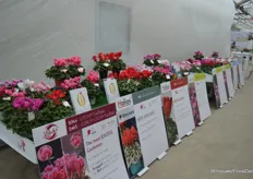 Usually, the location of Royal van Zanten is one of the 'head quarters' of the FlowerTrials, with many breeders presenting their varieties. Still, this year, French cyclamen breeder Morel was present.